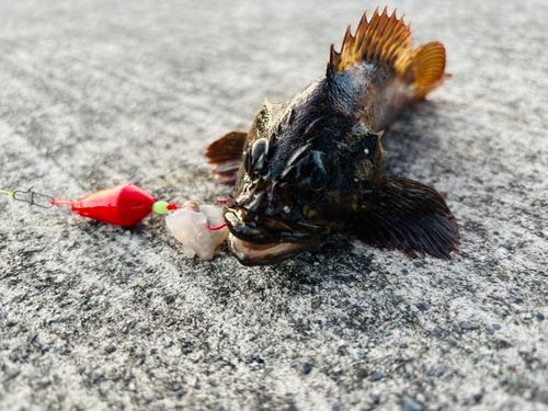 ムラソイの釣果