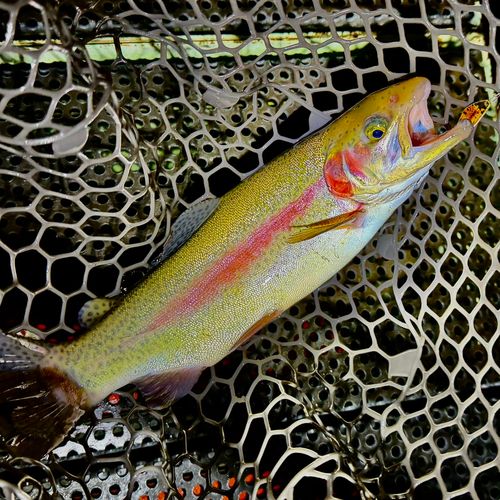 ニジマスの釣果