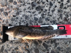 アイナメの釣果