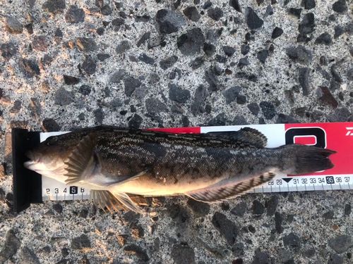 森漁港（茅部）