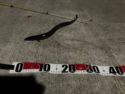 マアナゴの釣果