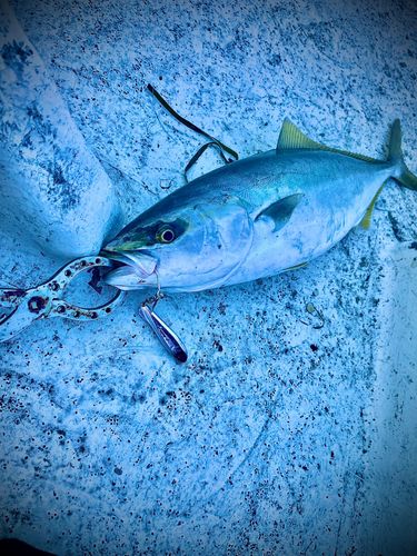 ハマチの釣果
