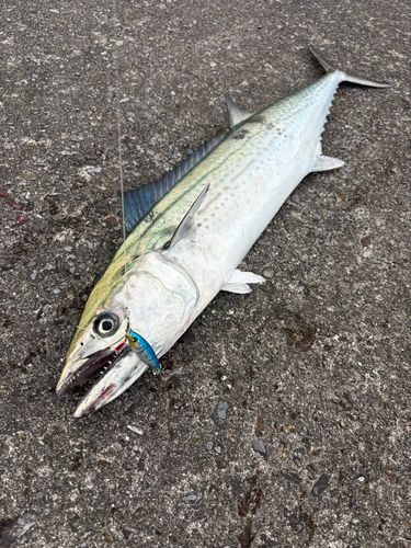 サワラの釣果
