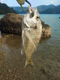 ミナミクロダイの釣果