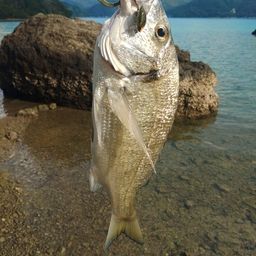 ミナミクロダイ