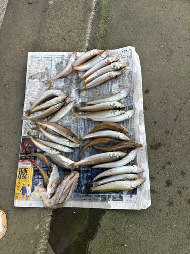 シロギスの釣果