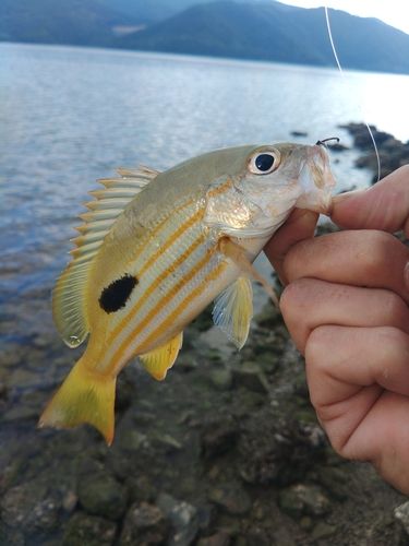 ニセクロホシフエダイの釣果