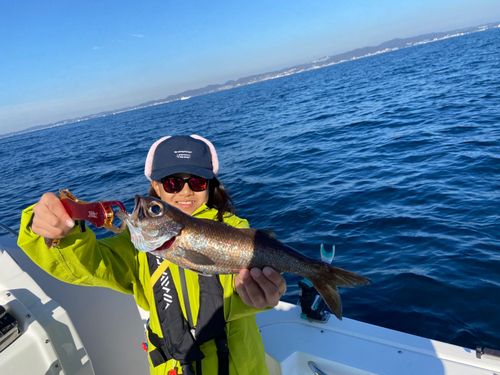 クロムツの釣果