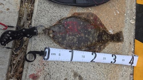 カレイの釣果