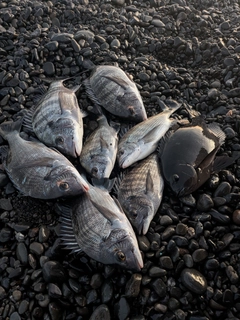 クロダイの釣果
