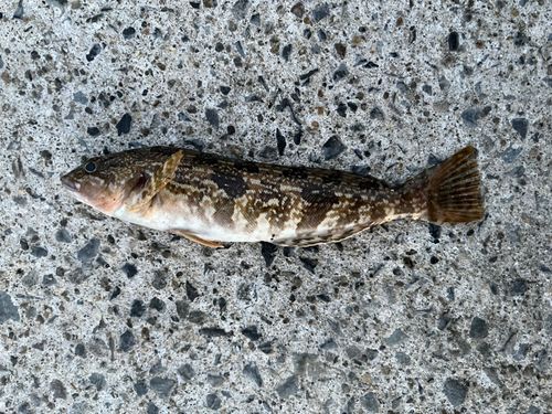 アイナメの釣果