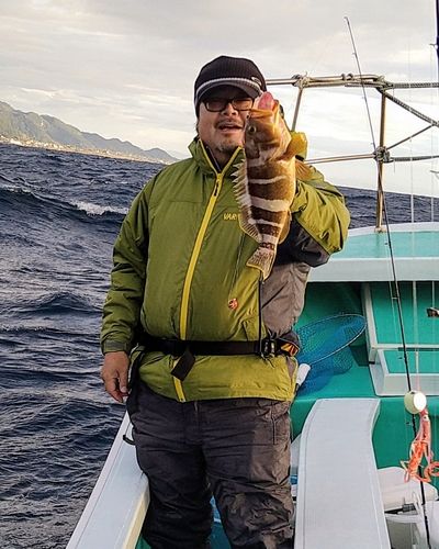 アオハタの釣果