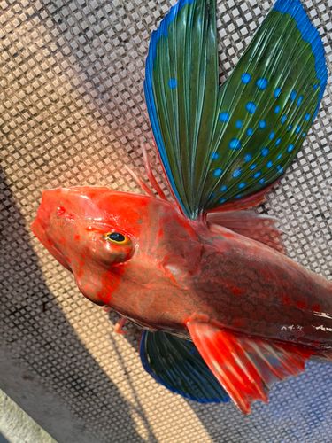 ホウボウの釣果