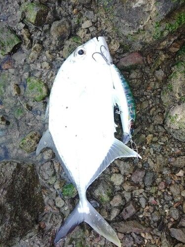 ロウニンアジの釣果