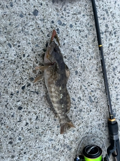 アイナメの釣果