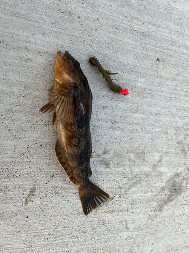 アイナメの釣果