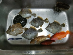 カワハギの釣果