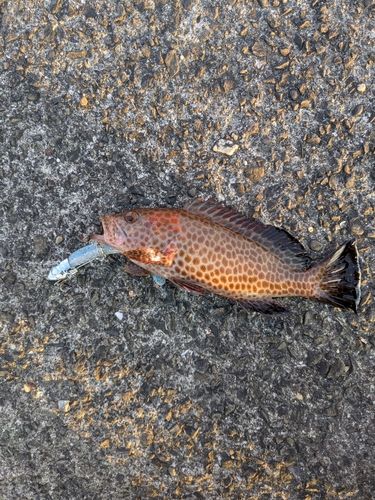 オオモンハタの釣果