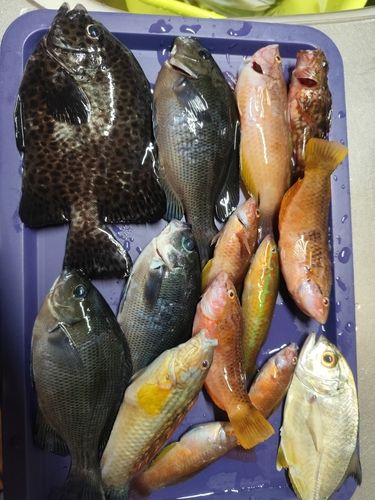 内浦湾（鴨川）