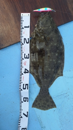 ヒラメの釣果