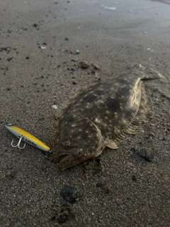 ヒラメの釣果
