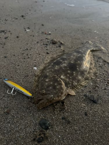 ヒラメの釣果