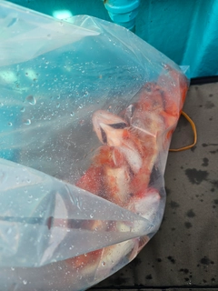 ユメカサゴの釣果