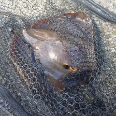 アカエイの釣果