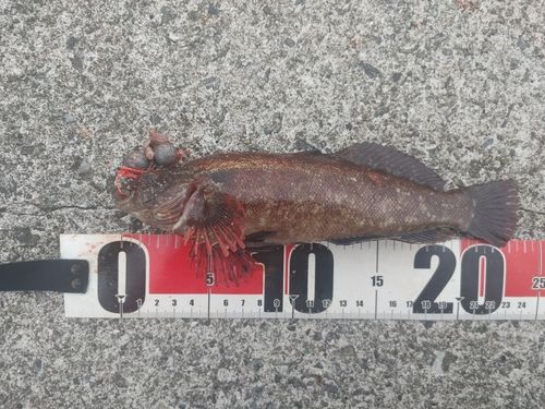 アイナメの釣果