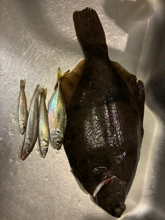 カレイの釣果