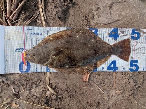 ヒラメの釣果