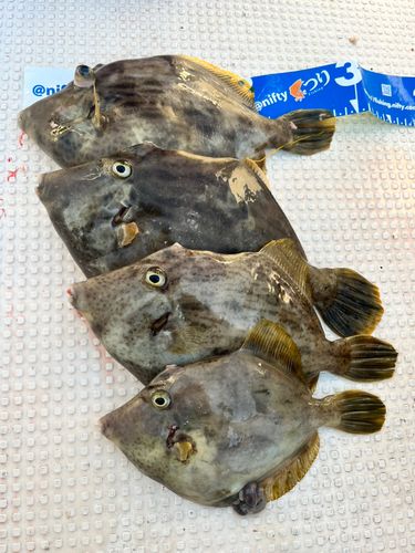 カワハギの釣果