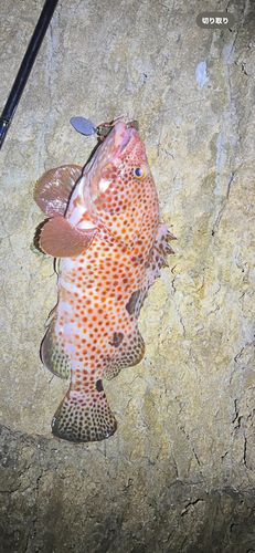 ノミノクチの釣果