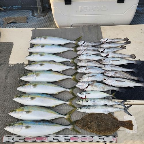 クログチの釣果