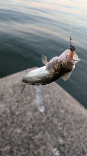 セイゴ（マルスズキ）の釣果