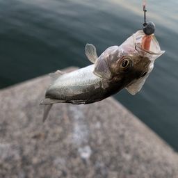 セイゴ（マルスズキ）