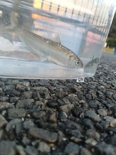 コノシロの釣果