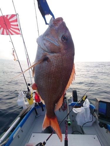 マダイの釣果
