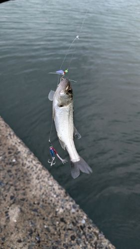 セイゴ（マルスズキ）の釣果