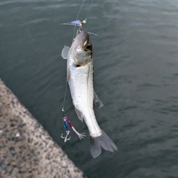 セイゴ（マルスズキ）