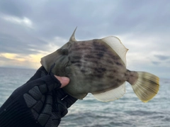 カワハギの釣果