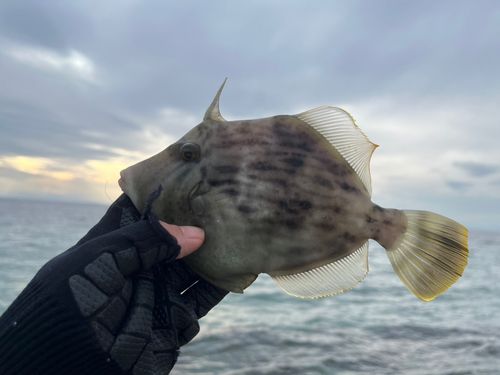 カワハギの釣果