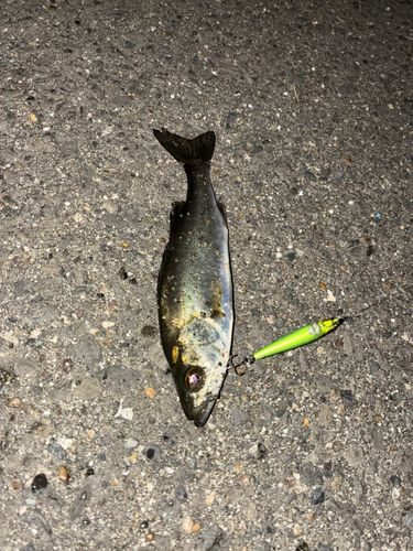 セイゴ（タイリクスズキ）の釣果