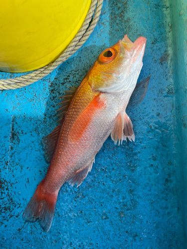 アカムツの釣果