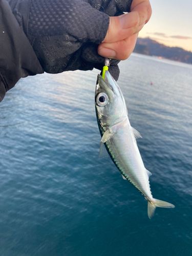 サバの釣果