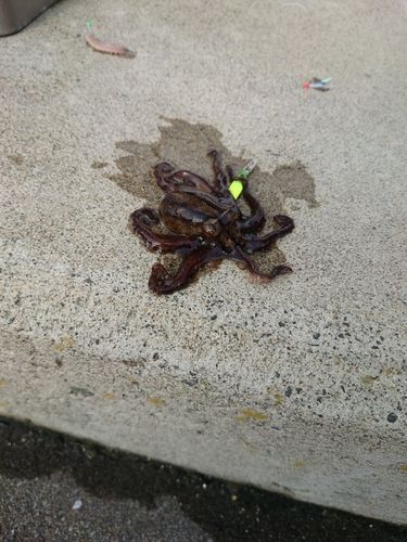 イイダコの釣果