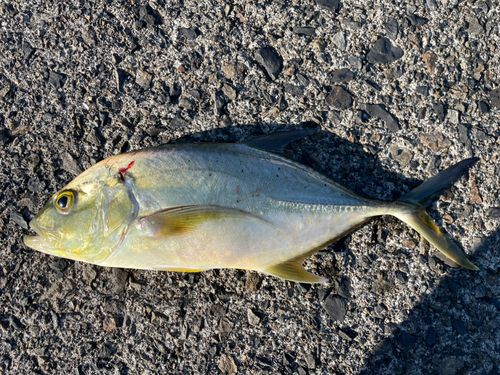 オニヒラアジの釣果