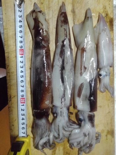 スルメイカの釣果