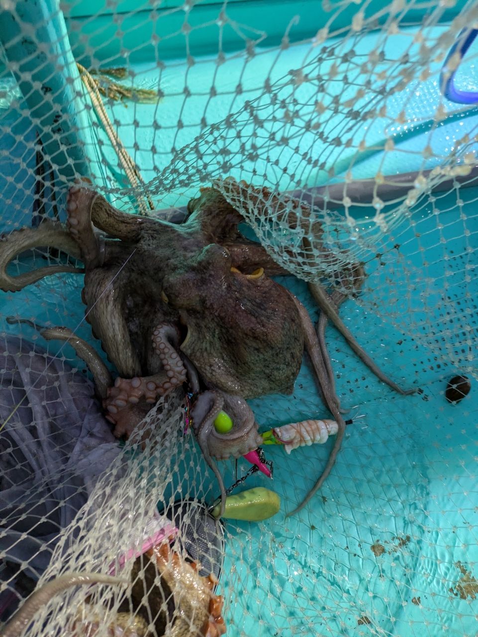 釣りバカじいさんさんの釣果 1枚目の画像