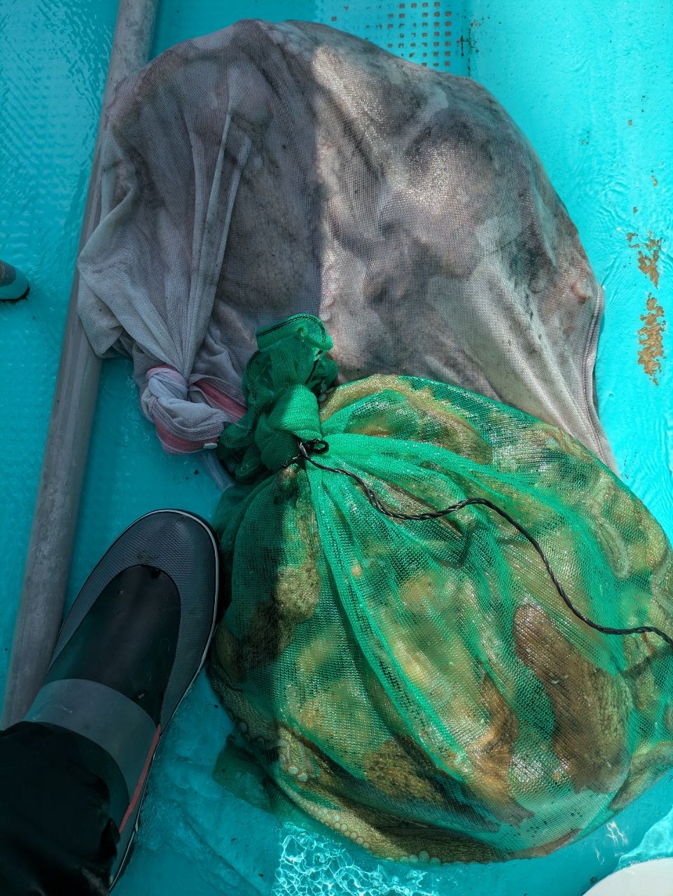 釣りバカじいさんさんの釣果 3枚目の画像